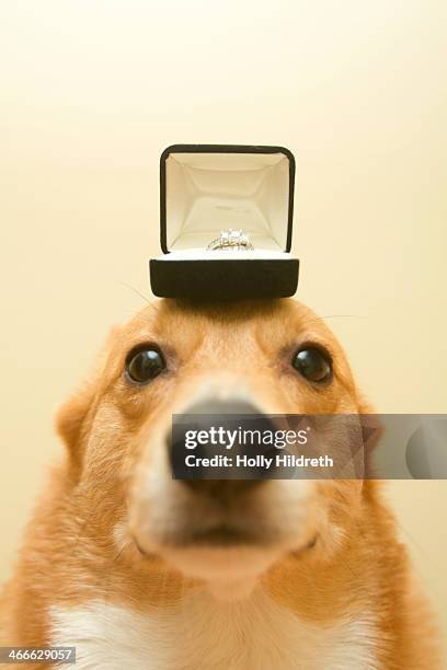 proposal corgi - engagement ring box 個照片及��圖片檔