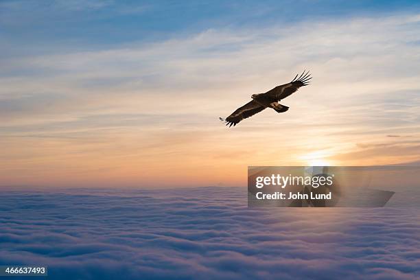 soaring eagle - eagles foto e immagini stock