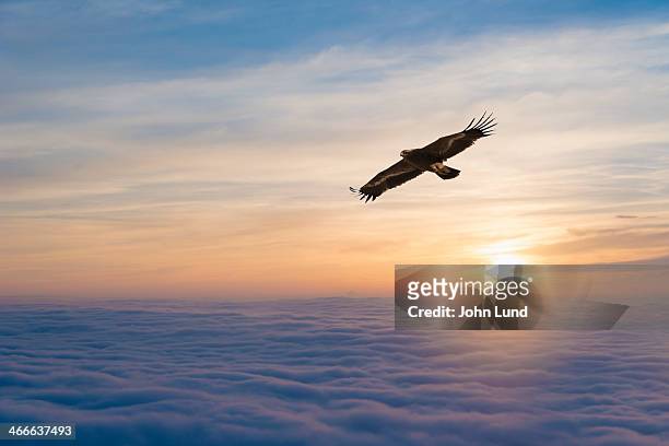 soaring eagle - eagle flying stock pictures, royalty-free photos & images