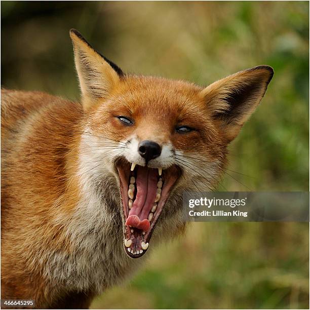 Lithe Fox 6,381 Little Fox Stock Photos, High-Res Pictures, and Images - Getty Images
