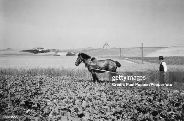 Farmer hoeing turnips using a horsedrawn wheel hoe, Jutland, Denmark, circa 1935.