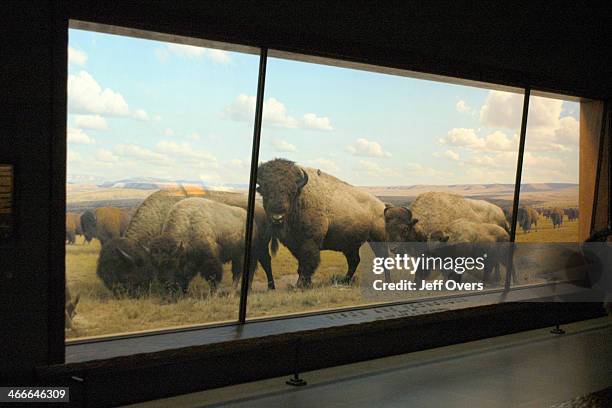 Display of Bison at the Museum of Natural history in New York.