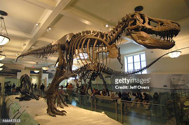 Dinosaur skeleton. T Rex bones in the Museum of natural history, New York.