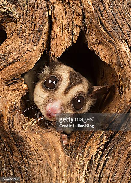 sugar glider - sugar glider stock pictures, royalty-free photos & images