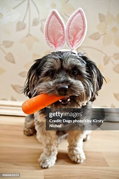 easter dog - dog easter imagens e fotografias de stock