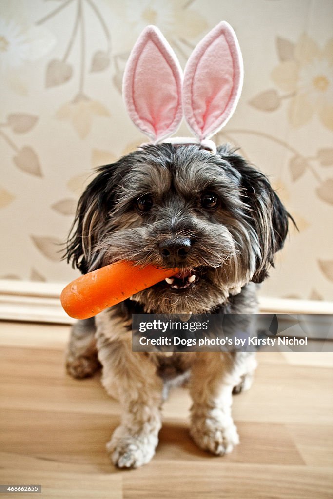 Easter Dog