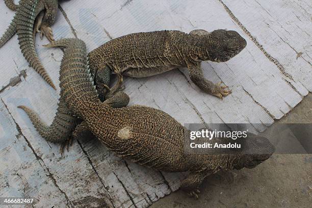 20 Sanda Lizard Photos and Premium High Res Pictures - Getty Images 20 Sanda Lizard Photos and Premium High Res Pictures - Getty Images