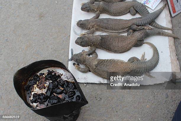 20 Sanda Lizard Photos and Premium High Res Pictures - Getty Images