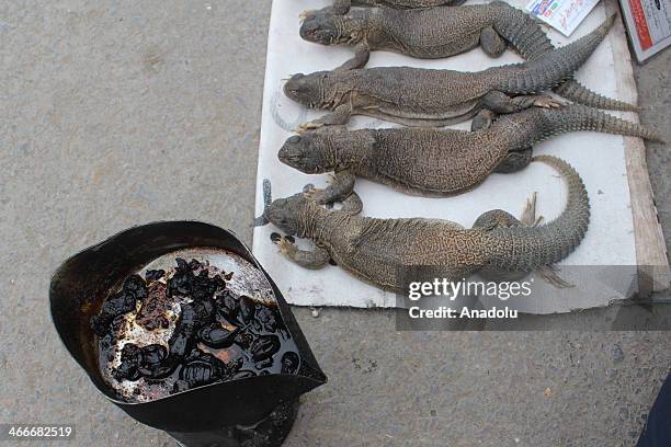 20 Sanda Lizard Photos and Premium High Res Pictures - Getty Images 20 Sanda Lizard Photos and Premium High Res Pictures - Getty Images