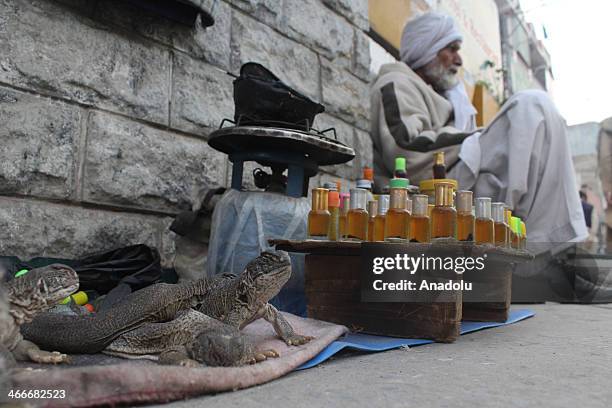 20 Sanda Lizard Photos and Premium High Res Pictures - Getty Images 20 Sanda Lizard Photos and Premium High Res Pictures - Getty Images
