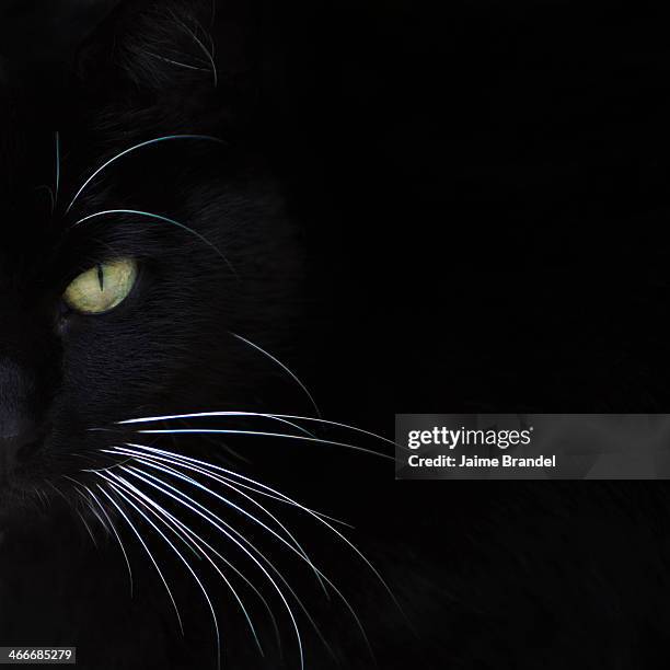 Black Cat