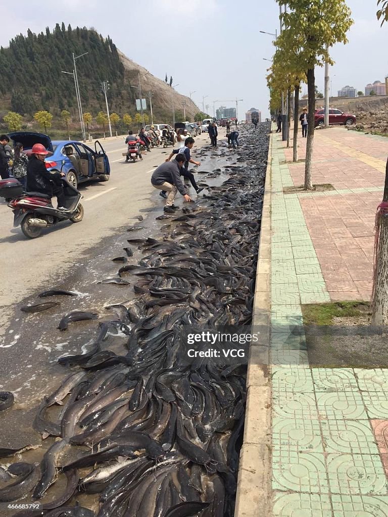 Thousands Of Kilograms Of Catfish Scatter In Kaili