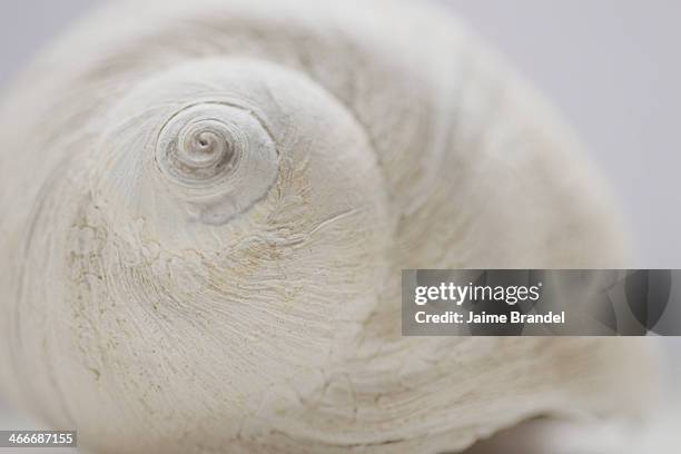 Large Moon Shell Moon Shell Photos and Premium High Res Pictures - Getty Images