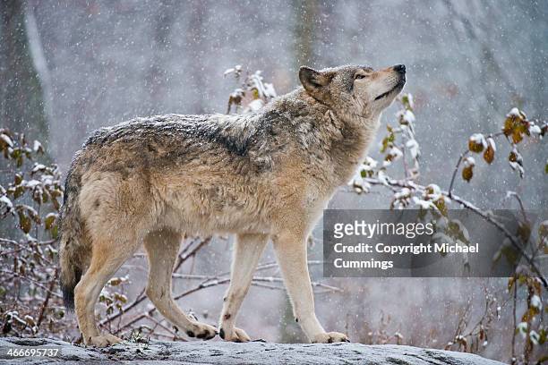 timber wolf - grijze wolf stockfoto's en -beelden