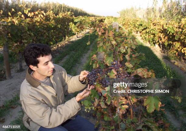 Thierry Lacombe, responsable du centre INRA à Marseillan, chargé de la préservation de 2300 variétés de vignes de 35 pays, examine des grappes le 10...