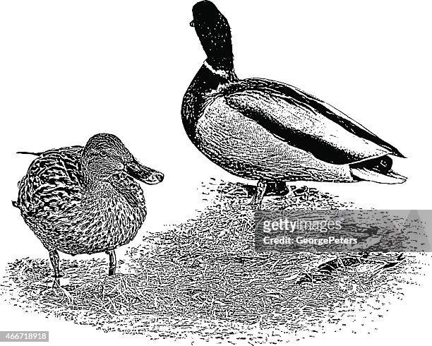 ducks feeding - drake stock illustrations