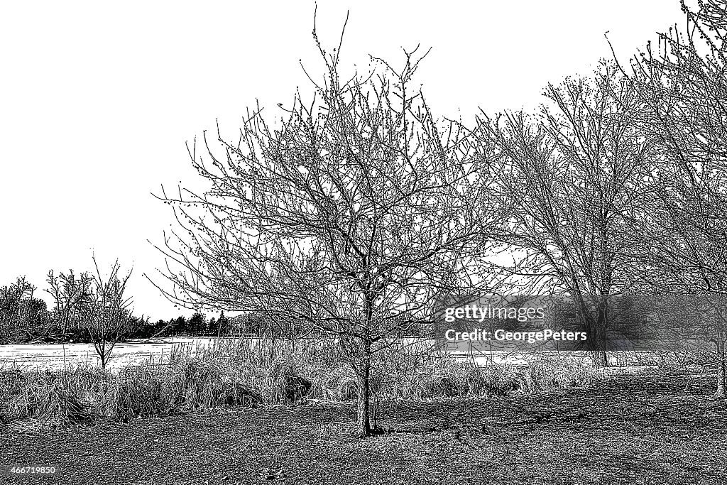 Metro Park, Early Spring