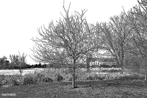 metro park, early spring - marram grass stock illustrations