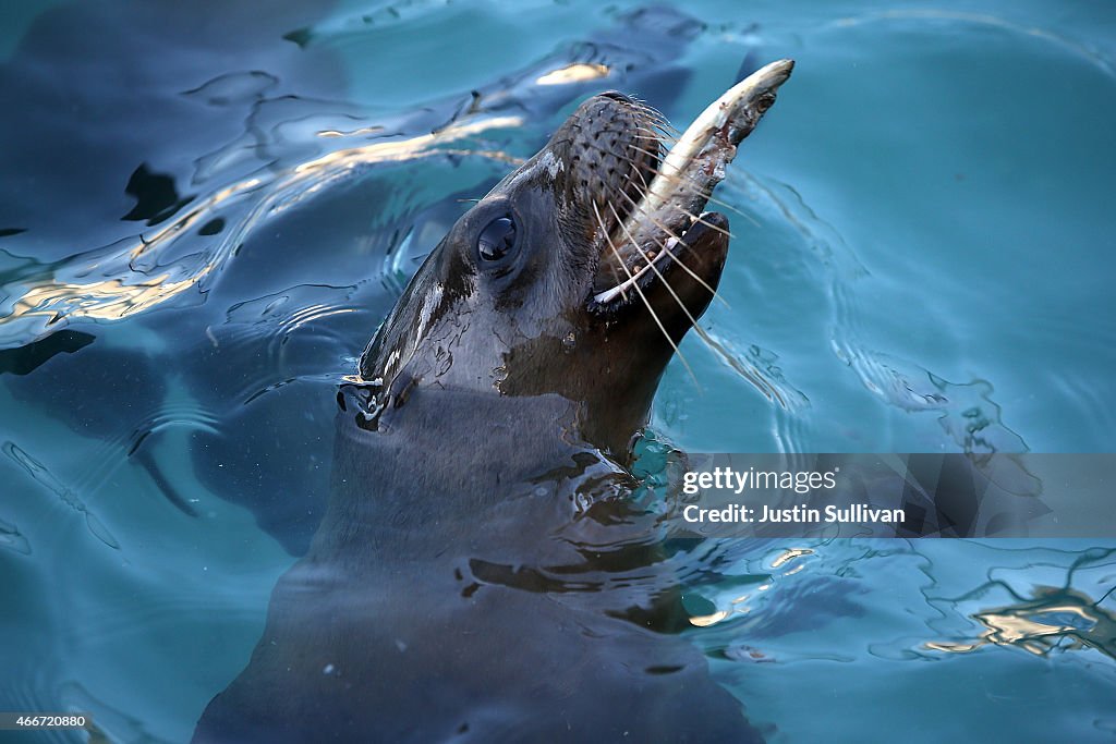 Malnourished Sea Lions Continued To Be Rescued Off California Shores