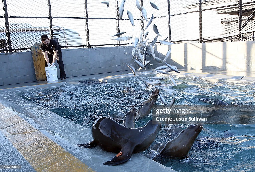 Malnourished Sea Lions Continued To Be Rescued Off California Shores