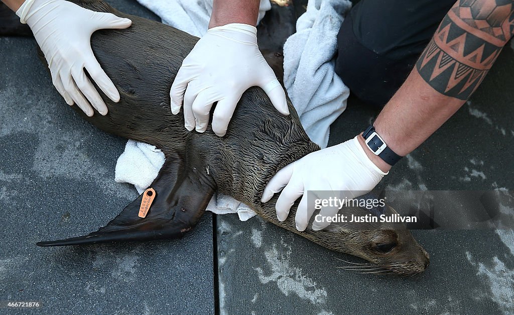 Malnourished Sea Lions Continued To Be Rescued Off California Shores