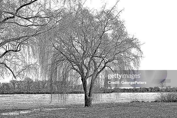 willow tree and lake in early spring - weeping willow stock illustrations