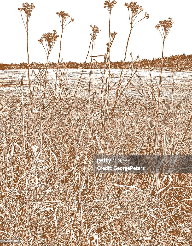 Sepia Toned Dried Wetlands Plants