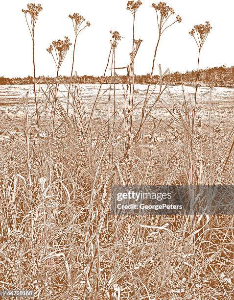 sepia toned dried wetlands plants - sepia stock illustrations