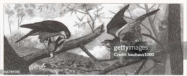 hawks engraving - sparrowhawk stock illustrations