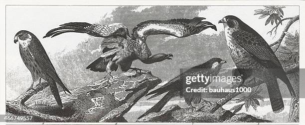 Merlin Drawing Photos and Premium High Res Pictures - Getty Images