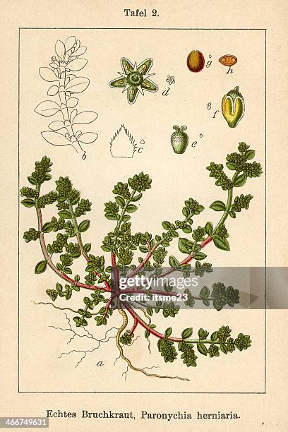 botanic fia v05 t02 paronychia herniaria - botanik stock illustrations