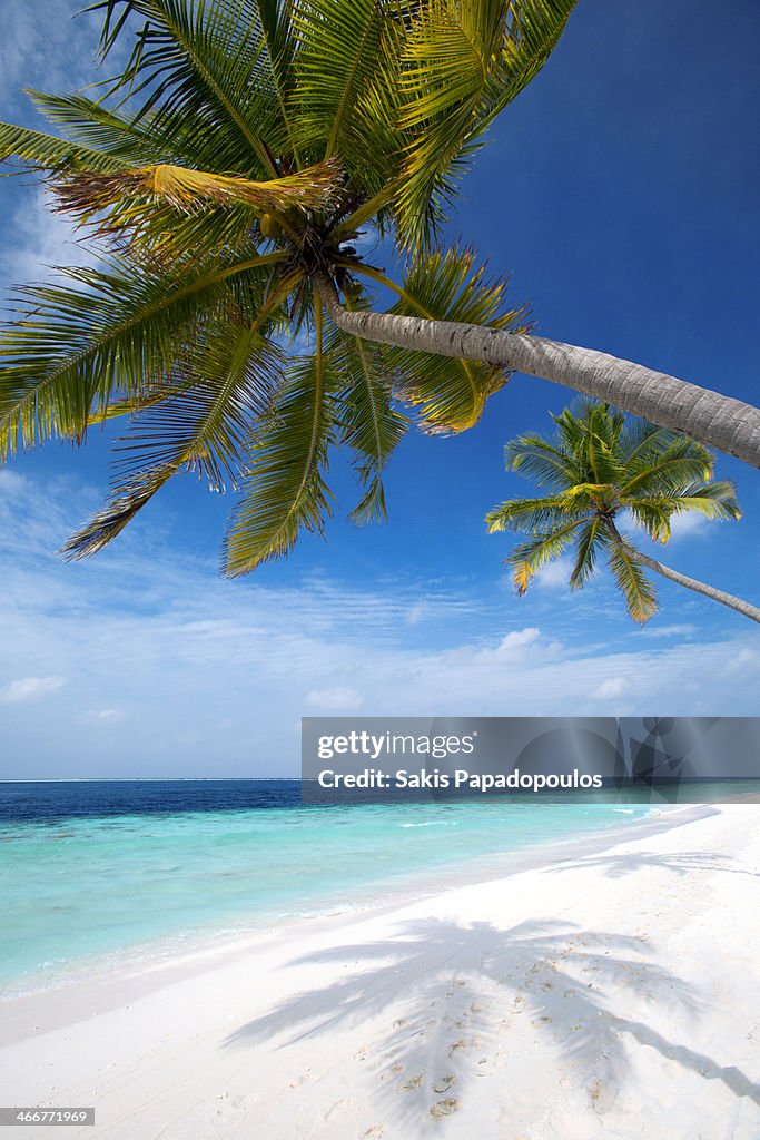 Palm Trees on Tropical beach, Maldives