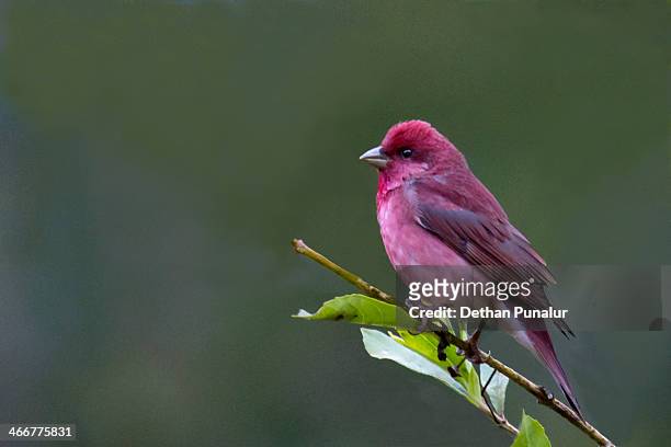rosefinch (carpodacus erythrinus) - finch stock pictures, royalty-free photos & images