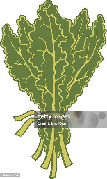 kale - kale bunch stock illustrations