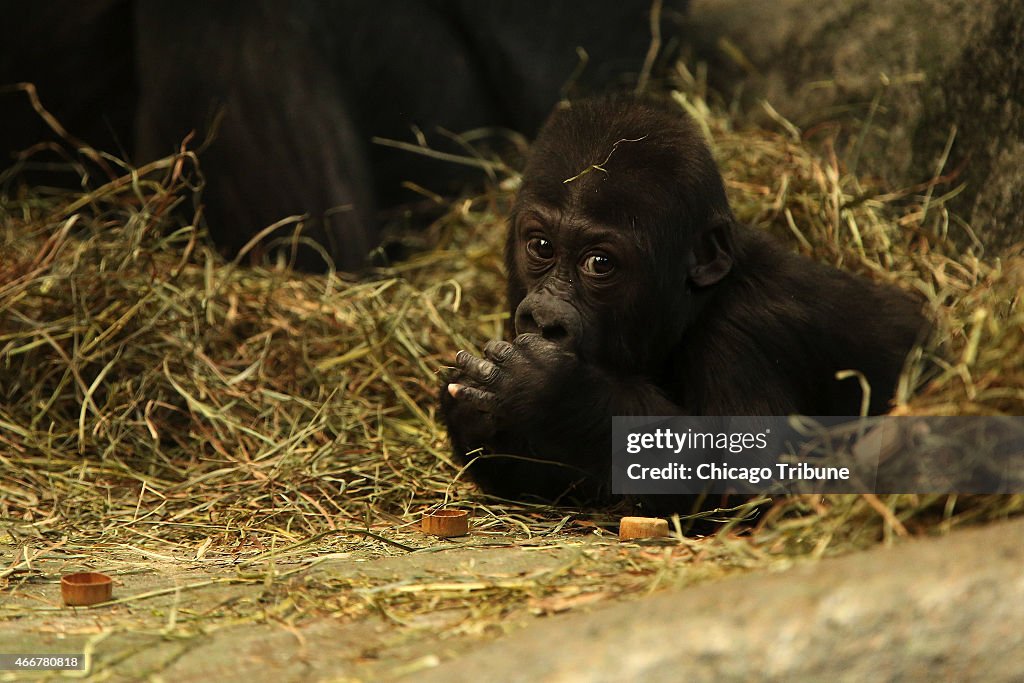 Brookfield Zoo innovations has animals foraging for food