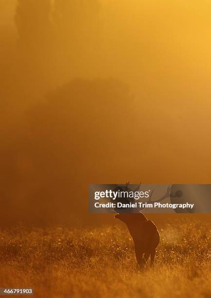 red deer bellowing at dawn - bocca aperta foto e immagini stock