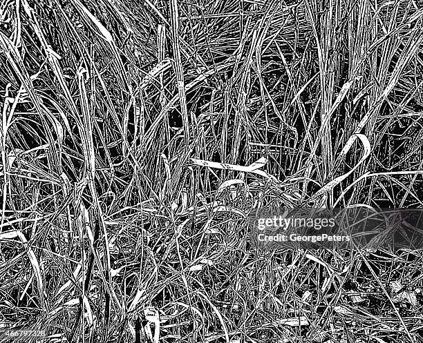 close up of wetlands dried grass. early spring. - marram grass stock illustrations