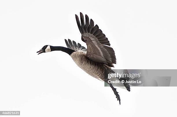 canadian goose in flight - geese flying stock pictures, royalty-free photos & images