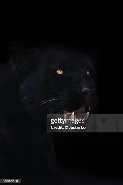 pitch black - black leopard stock-fotos und bilder