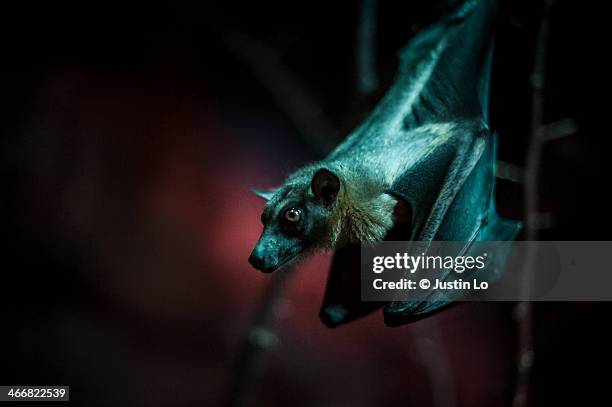 fruit bat - bat stock pictures, royalty-free photos & images