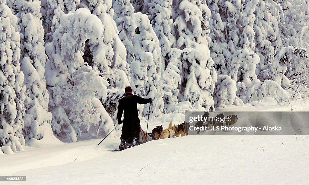 Alaska tough, Alaskan musher