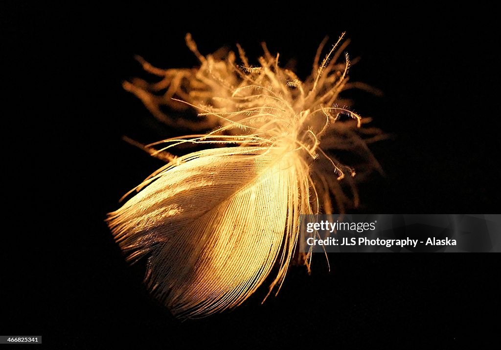 Gold Goose Feather