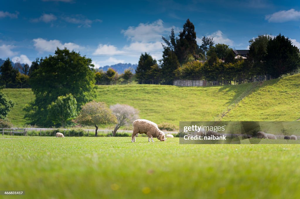 Merino at farm