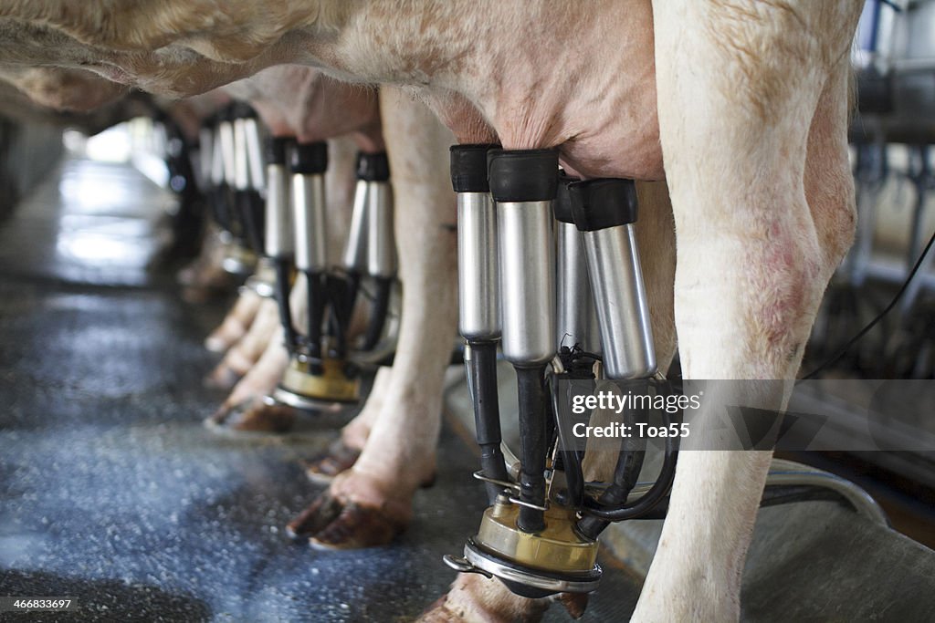 Row of cows being milked