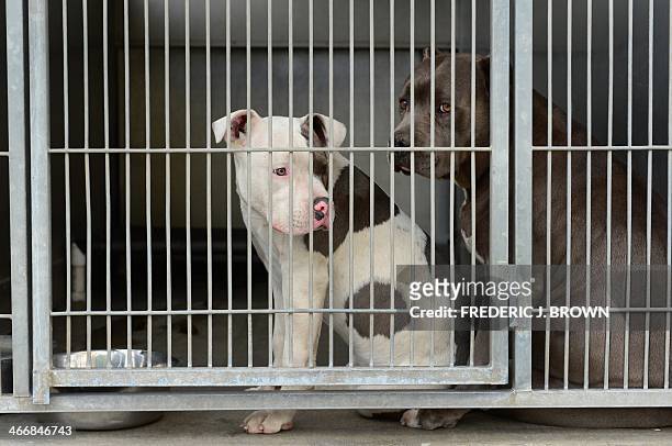 96 Pit Bull Cage Photos and Premium High Res Pictures - Getty Images