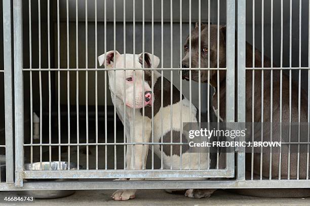 96 Pit Bull Cage Photos and Premium High Res Pictures - Getty Images 96 Pit Bull Cage Photos and Premium High Res Pictures - Getty Images