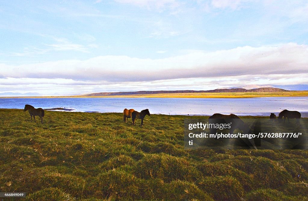 Iceland