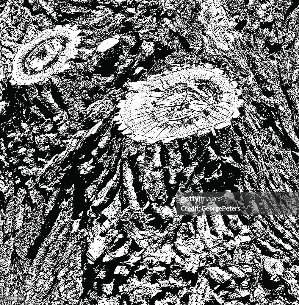 Tree Bark Background