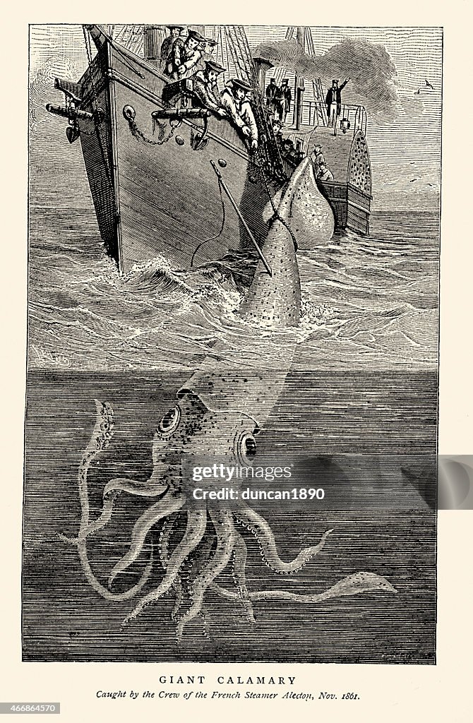 Sea monster - Giant squid