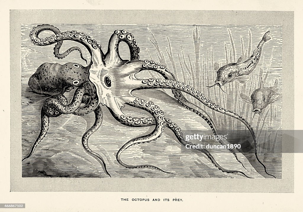 Octopus and its prey